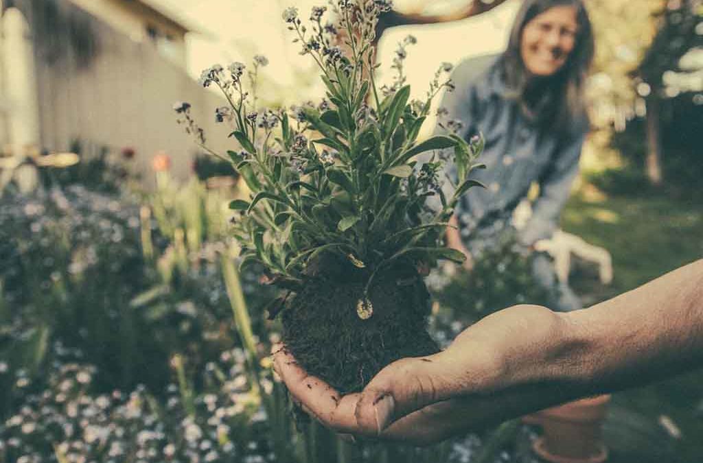 Les grands principes pour réussir une plantation