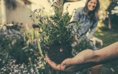 Les grands principes pour réussir une plantation